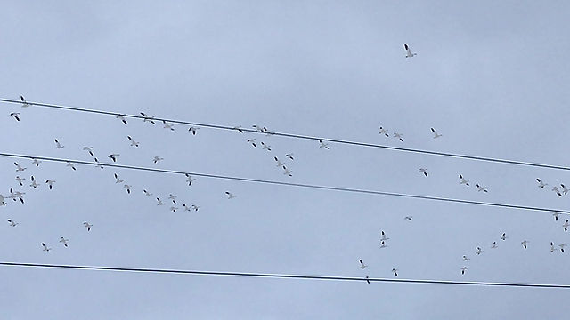 Snow Geese and Other Birds